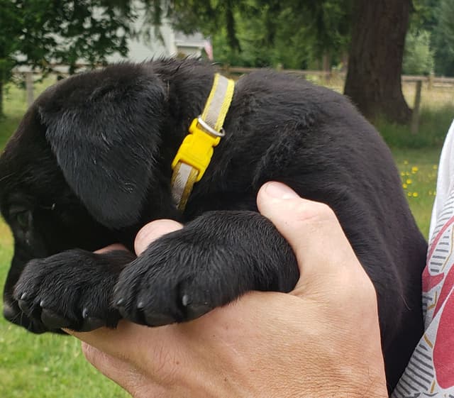 Labrador Retriever Puppies media 28