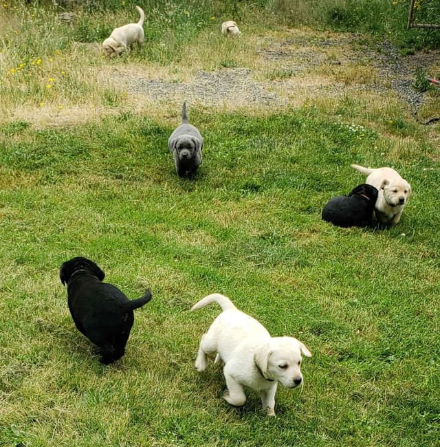 Labrador Retriever Puppies media 30