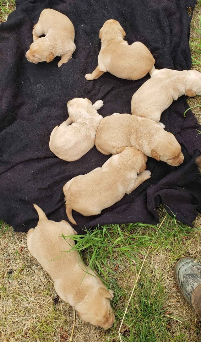 Labrador Retriever Puppies media 2