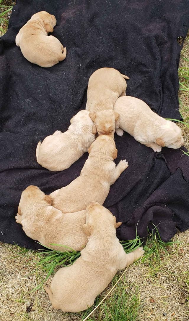 Labrador Retriever Puppies media 3