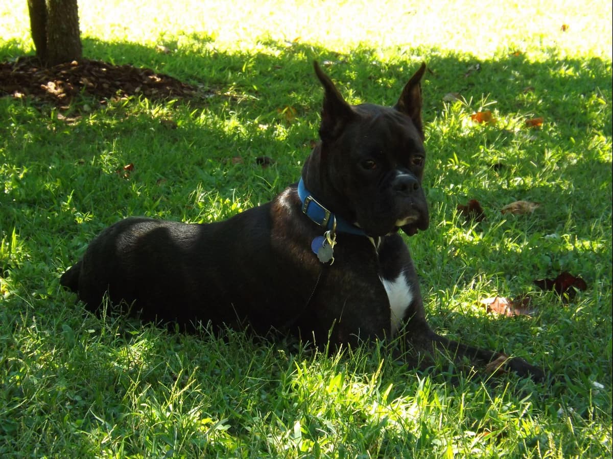 Hillbillie Boxers - Kimber/Rucus litter breeder image 2