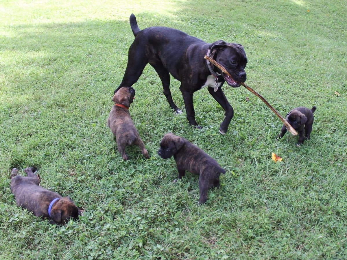 Hillbillie Boxers - Kimber/Rucus litter breeder image 3