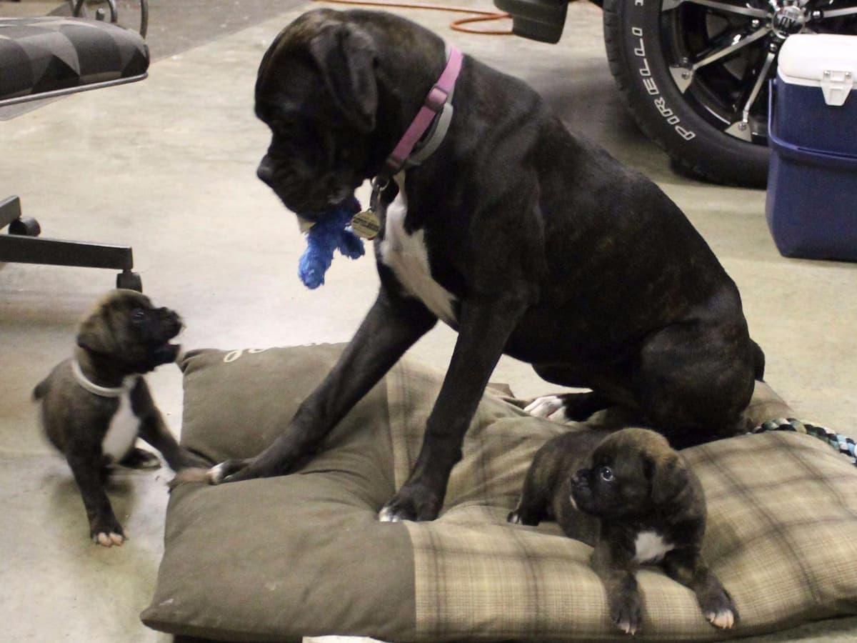Hillbillie Boxers - Kimber/Rucus litter breeder image 4