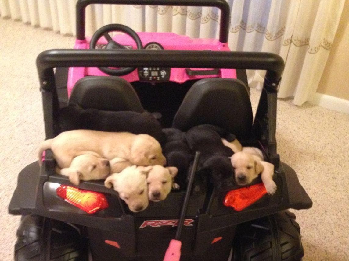 Labrador Retriever Puppies breeder image 11