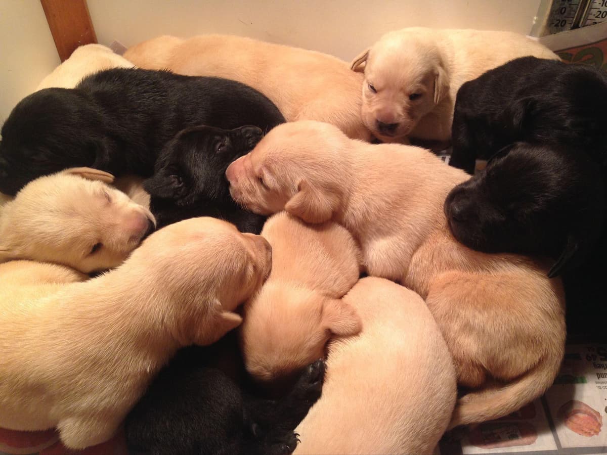 Labrador Retriever Puppies breeder image 12