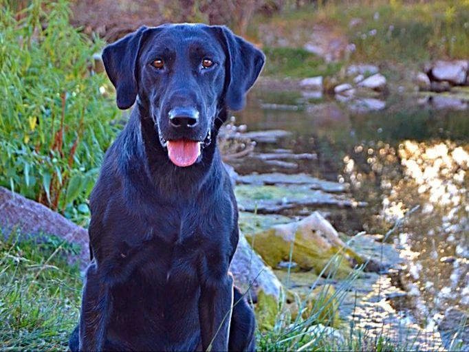 Labrador Retriever Puppies breeder image 6