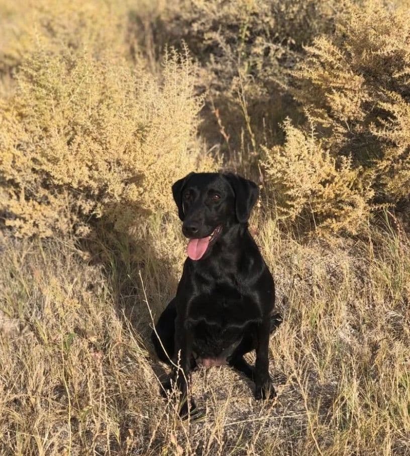 Labrador Retriever Puppies breeder image 9
