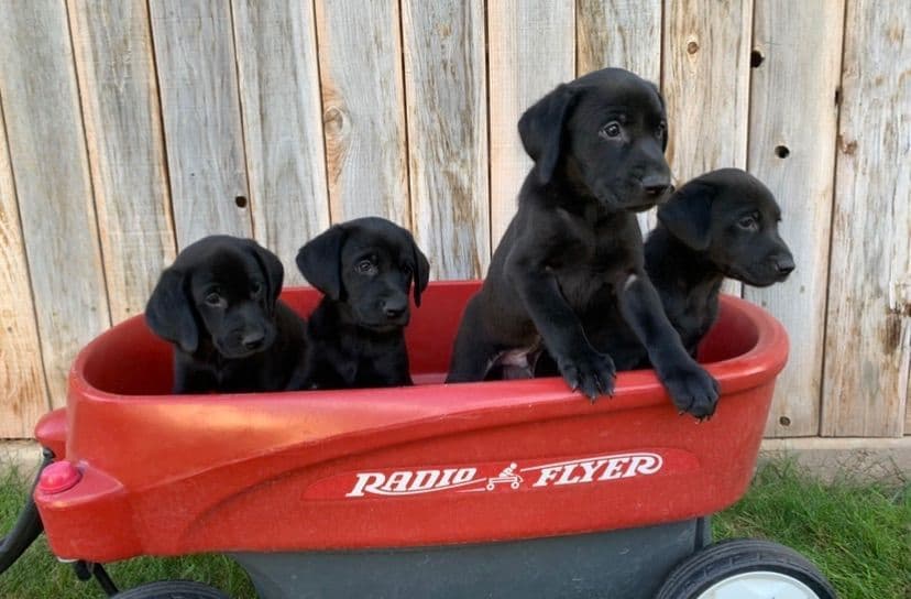Labrador Retriever Puppies breeder image 3