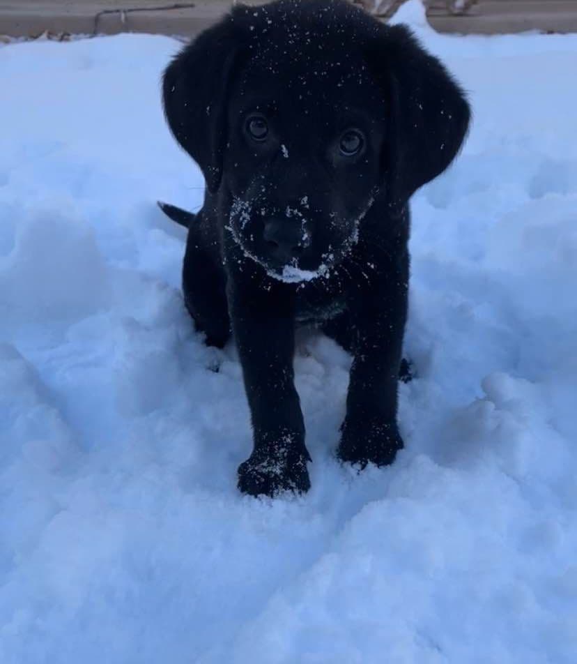 Labrador Retriever Puppies breeder image 1