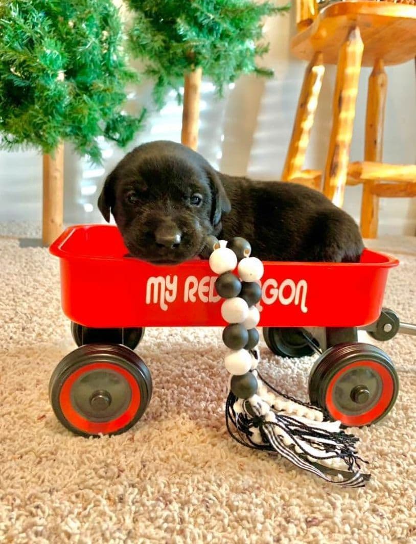 Labrador Retriever Puppies breeder image 2