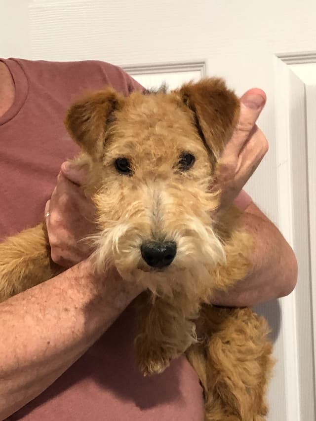 1 Lakeland Terrier Puppy media 2