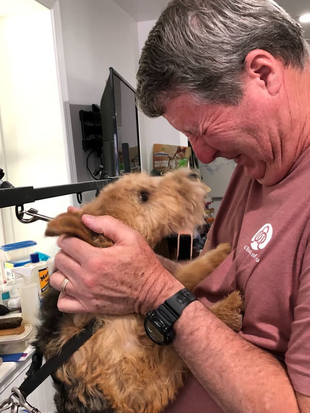 1 Lakeland Terrier Puppy media 3