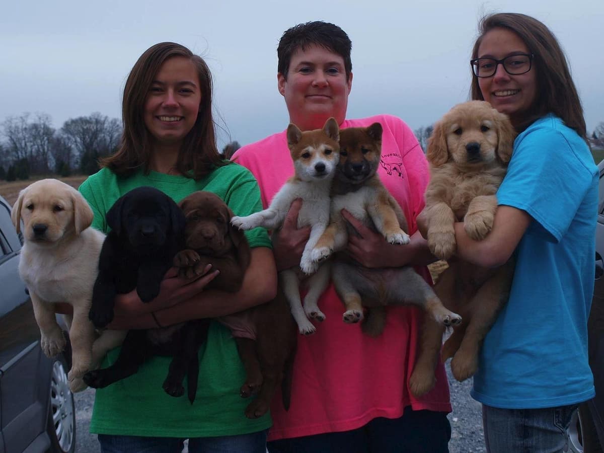 Shiba Inu Puppies breeder image 3