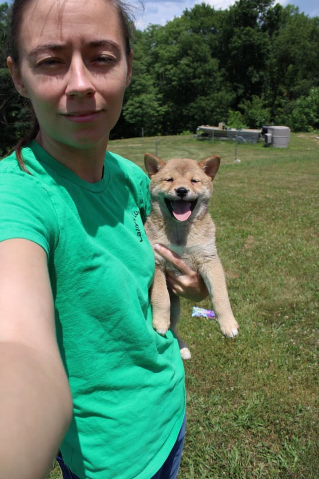 Shiba Inu Puppies media 2