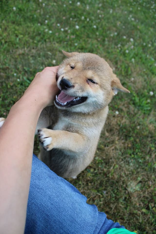 Shiba Inu Puppies media 3