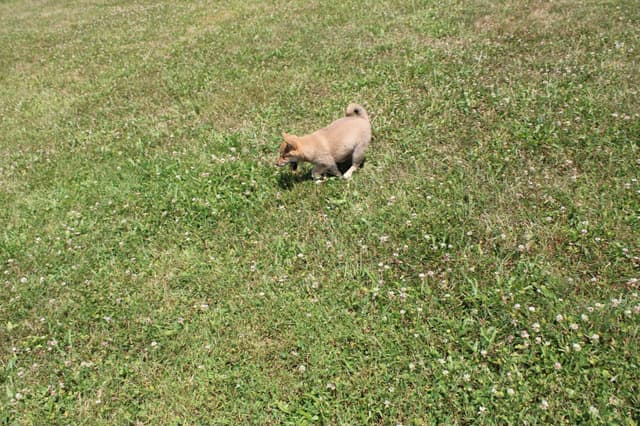 Shiba Inu Puppies media 4