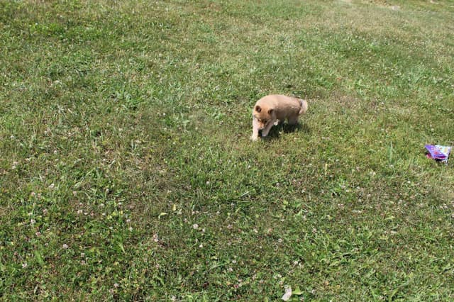 Shiba Inu Puppies media 6