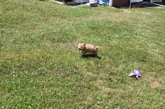 Shiba Inu Puppies media 7
