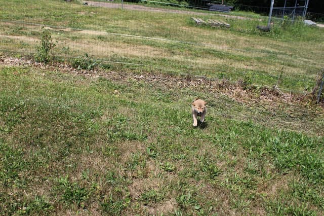 Shiba Inu Puppies media 8