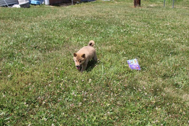 Shiba Inu Puppies media 10