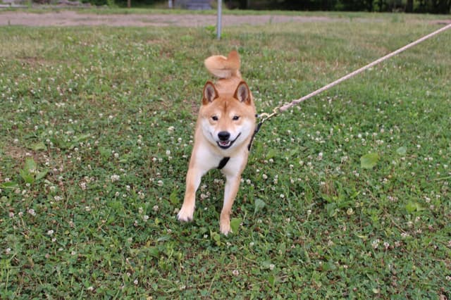 Shiba Inu Puppies media 11