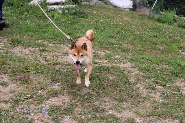 Shiba Inu Puppies media 12