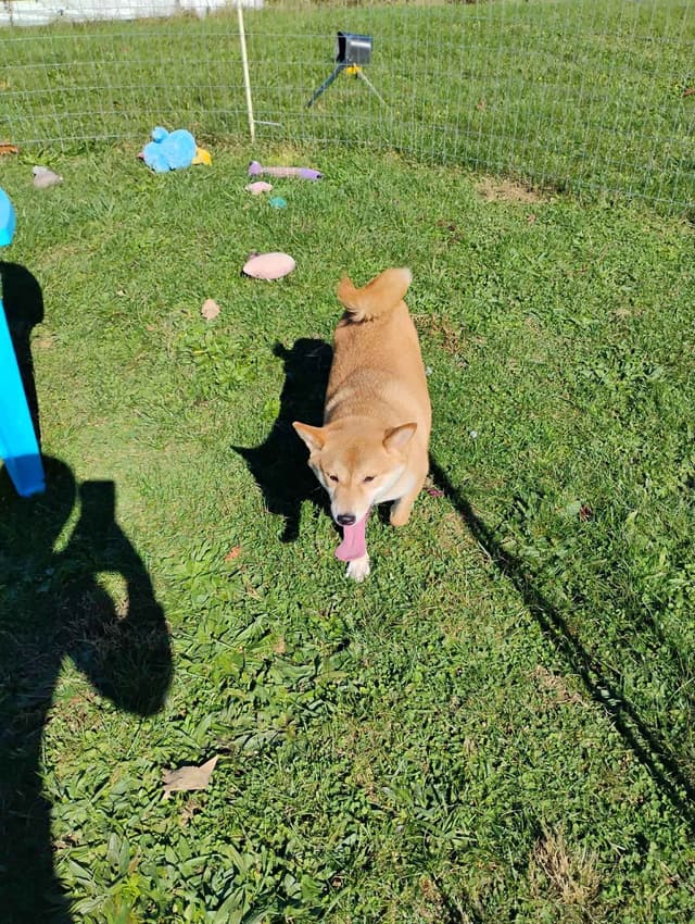 Shiba Inu Puppies media 13
