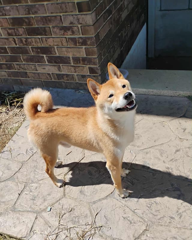 Shiba Inu Puppies media 14