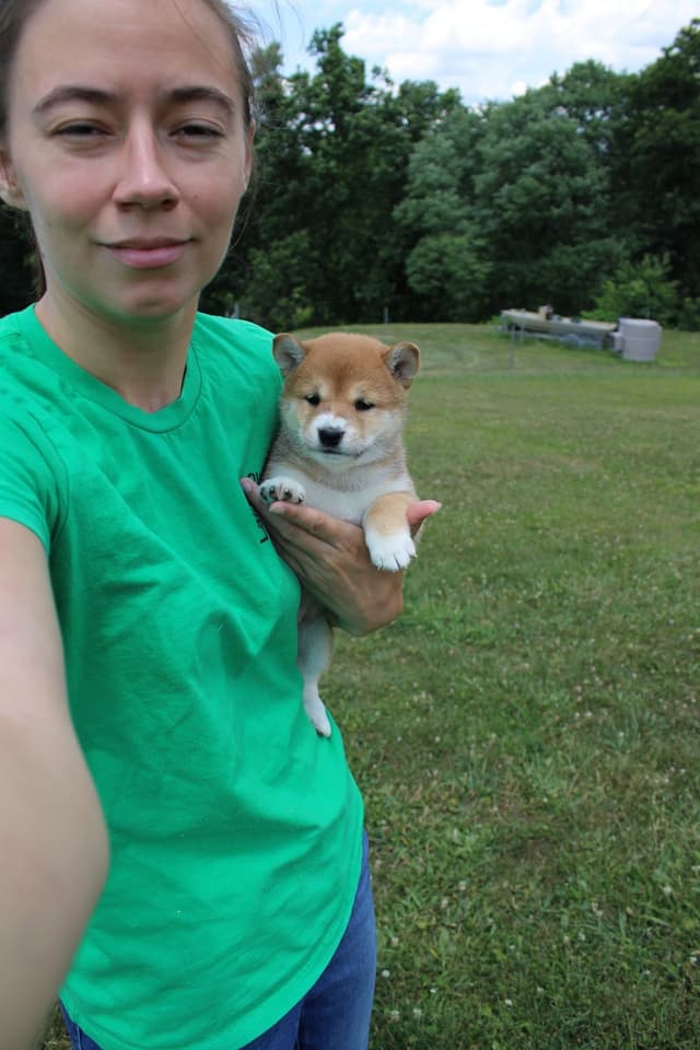 Shiba Inu Puppies media 8