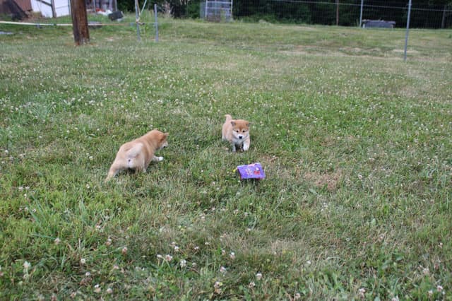 Shiba Inu Puppies media 5
