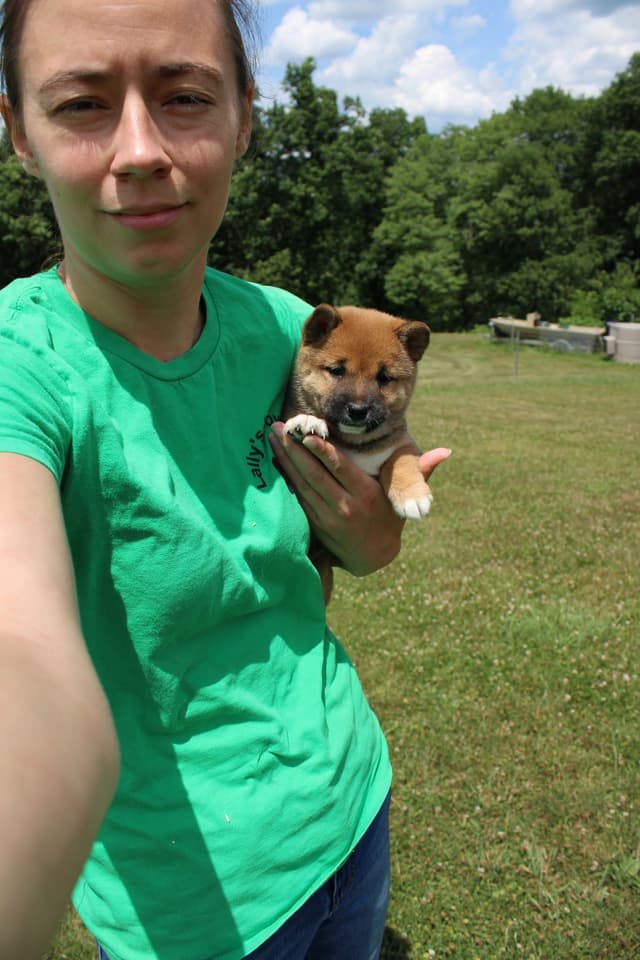 Shiba Inu Puppies media 9