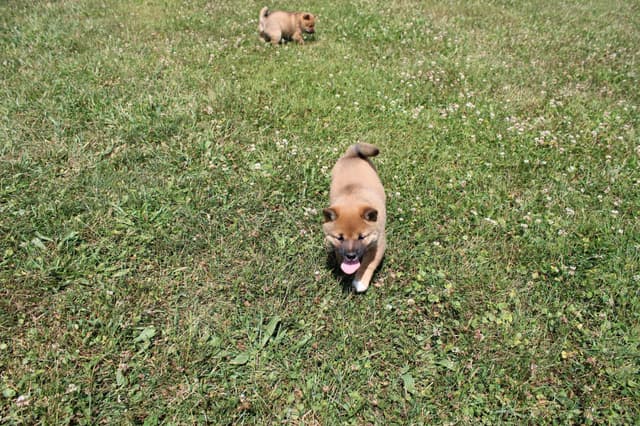 Shiba Inu Puppies media 12