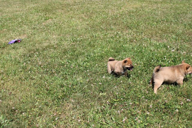 Shiba Inu Puppies media 13