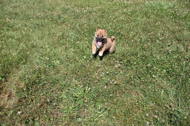 Shiba Inu Puppies media 10