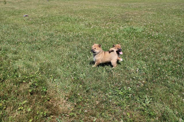 Shiba Inu Puppies media 21