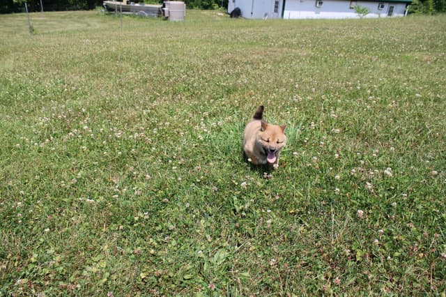 Shiba Inu Puppies media 19