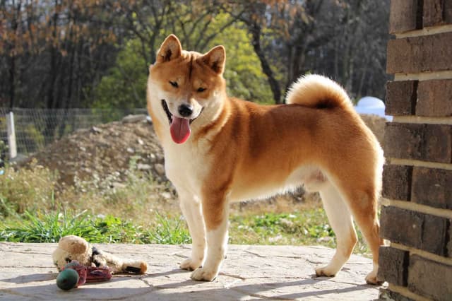 Shiba Inu Puppies media 25