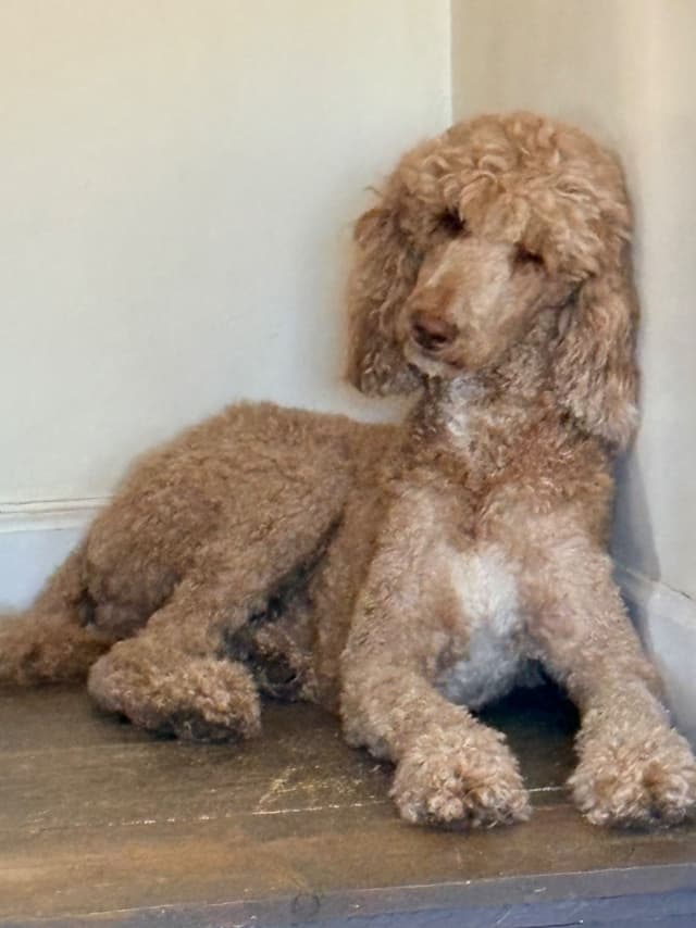 Poodle Puppies media 7