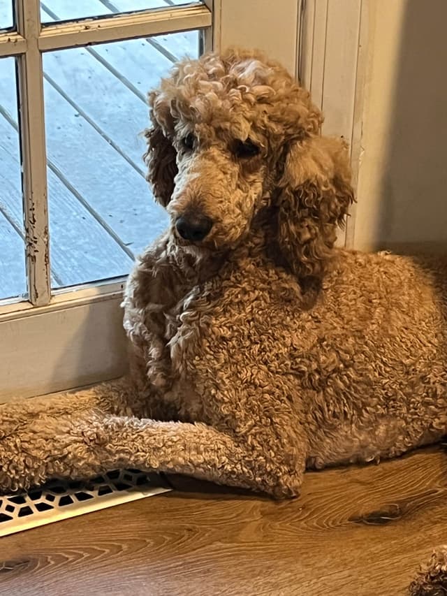 Poodle Puppies media 10