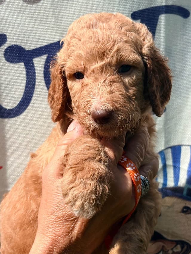 Poodle Puppies media 5