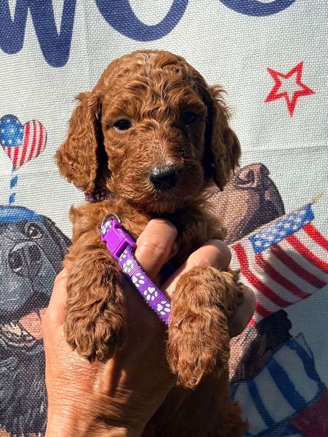Poodle Puppies media 8