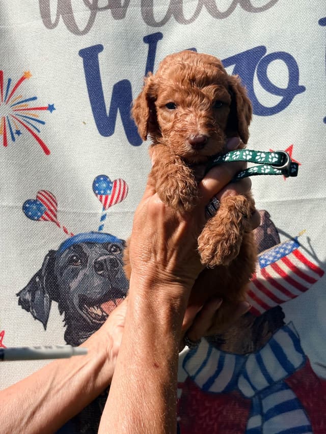 Poodle Puppies media 3