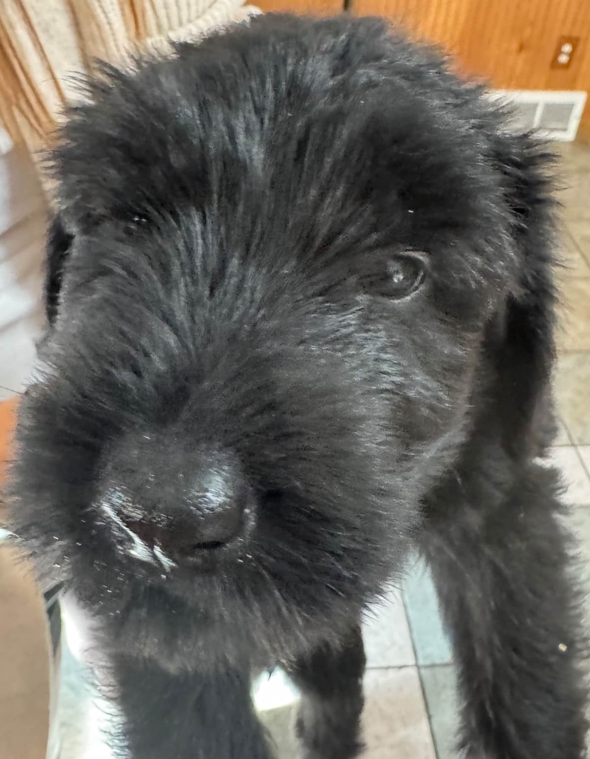 Giant Schnauzer Puppies --- Female Puppy Available breeder image 2
