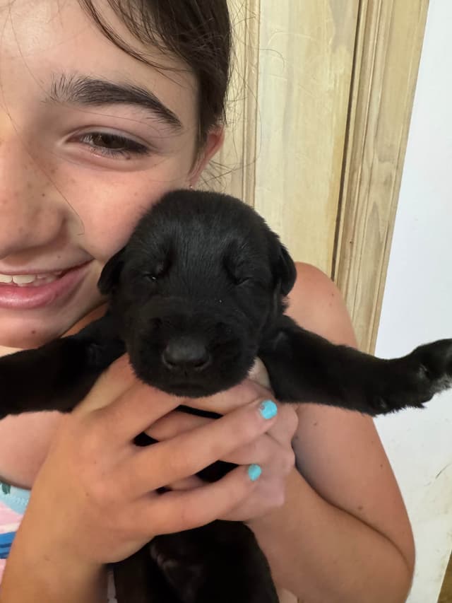 Giant Schnauzer Puppies -- Males and Females Available media 2
