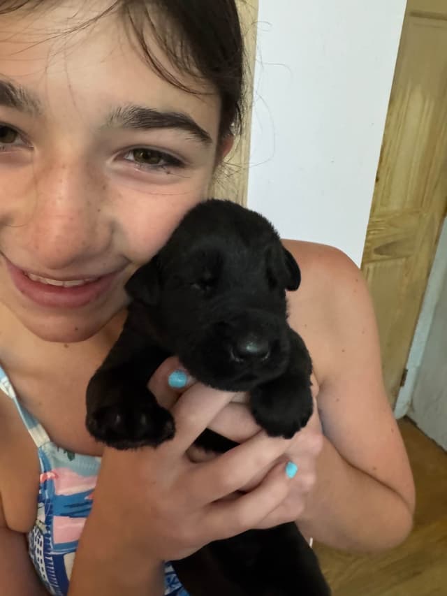 Giant Schnauzer Puppies -- Males and Females Available media 3