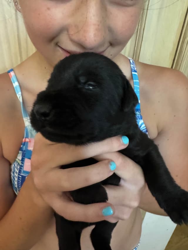 Giant Schnauzer Puppies -- Males and Females Available media 5