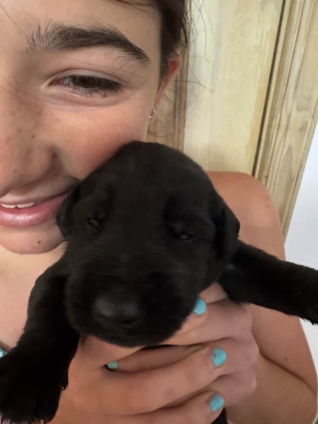 Giant Schnauzer Puppies -- Males and Females Available media 6