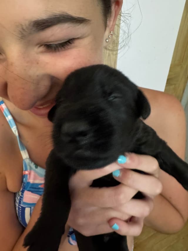 Giant Schnauzer Puppies -- Males and Females Available media 8