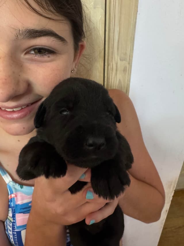 Giant Schnauzer Puppies -- Males and Females Available media 7