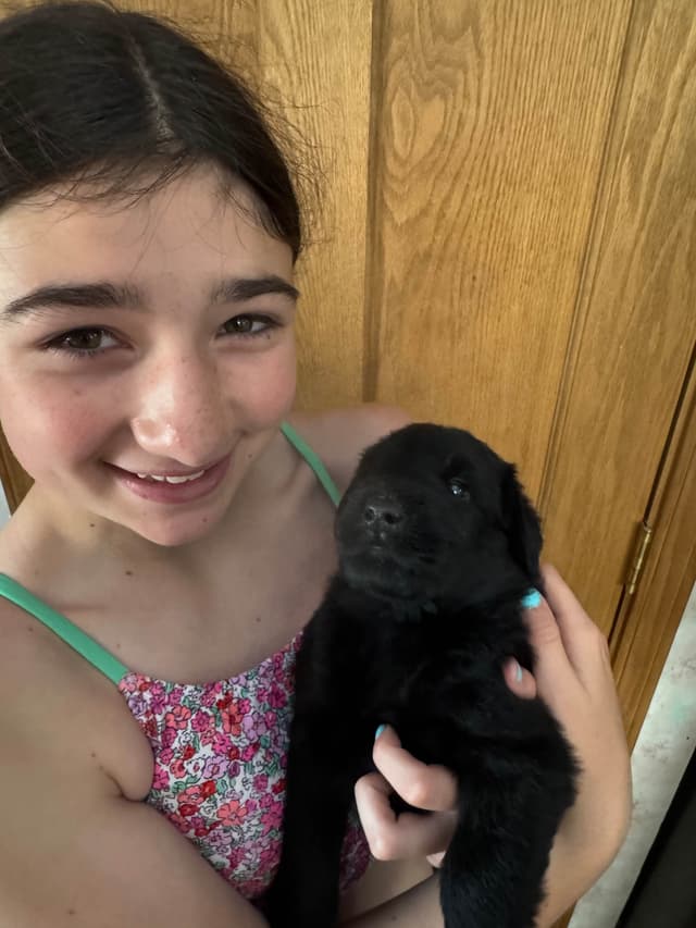 Giant Schnauzer Puppies ---  Female Puppy Available media 2